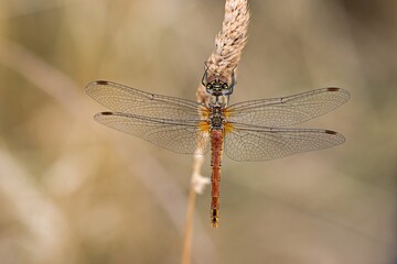 Blutrote Heidelibelle
