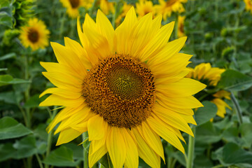 Fototapeta premium Sunflowers are Growing on the Big field. Wonderful panoramic view field of sunflowers by summertime. Long rows of nice yellow sunflower in the field under the blue sky. Black sunflower seeds