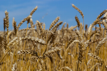 backdrop of ripening ears of yellow wheat field on the sunset cloudy orange sky background. Copy space of the setting sun rays on horizon in rural meadow Close up nature photo Idea of a rich harvest