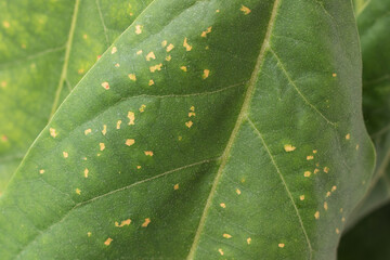 Spots on avocado leaves. Plant disease.