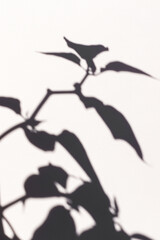Shadow of a pepper plant with big leaves on a wall. Textured background.