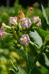 Tobacco Flowers. Tobacco big leaf crops growing in tobacco plantation field