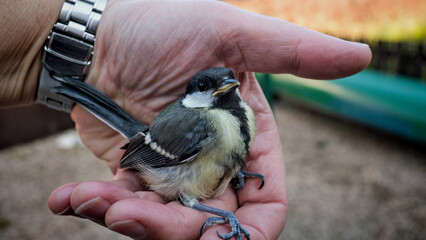 Great tit fledgling in a man's hand