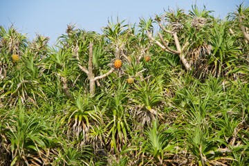 Tropical plant with spiny leaves and pineapple-like fruit