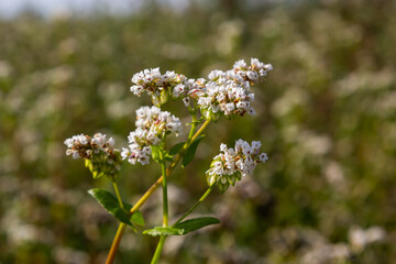 Blooming buckwheat Fagopyrum esculentum field in the rays of the summer sun, close-up
