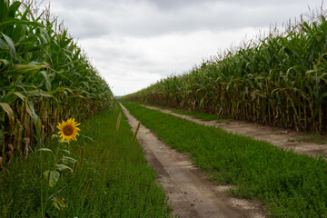 Corn Plantation Food. close up of a corn field in the countryside, many young corns are grown for harvesting to sell to a food factory