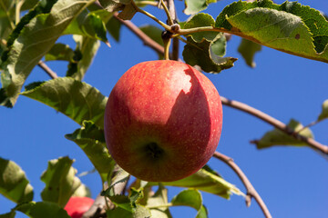Many Colorful red apples on tree ready to harvesting. Apple orchard with red apples