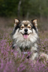 Portrait of a young Finnish Lapphund dog