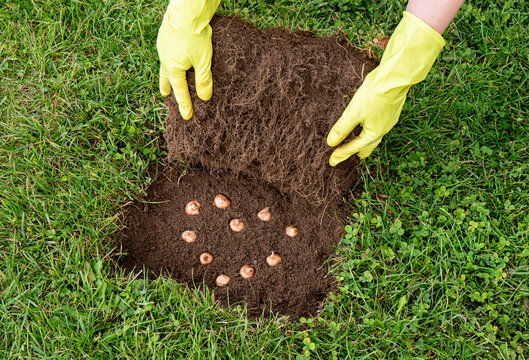 Crocus vernus known as spring crocus, giant crocus,  plant bulbs in soil. Planting crocus flower bulbs inside grass in home garden, layer of grass rolled over. They bloom in spring.
