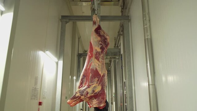 The cow carcass moves around the shop for further processing