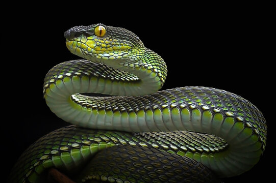 close up of a green snake