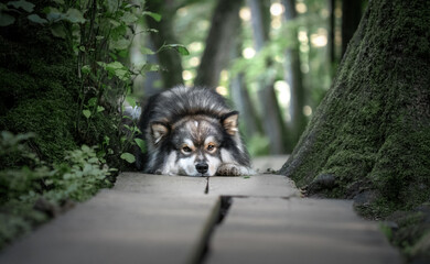 Naklejka na ściany i meble Portrait of a young Finnish Lapphund dog
