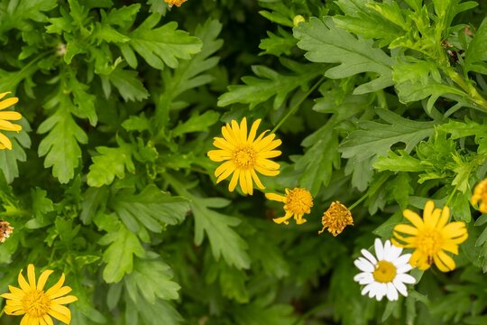 closeup shot of yellow euryops chrysanthemoides and Chamomile flowers blooming in the garden