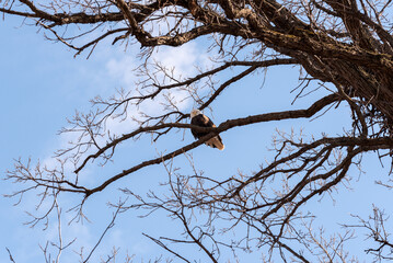 A Bald Eagle Near Her Nest In Wisconsin In Late March