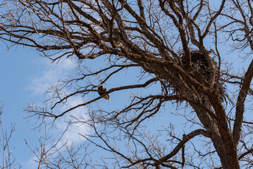 A Bald Eagle Near Her Nest In Wisconsin In Late March