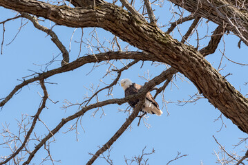 Fototapeta na wymiar A Bald Eagle Near Her Nest In Wisconsin In Late March