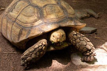 Big brown tortoise stand on soil background