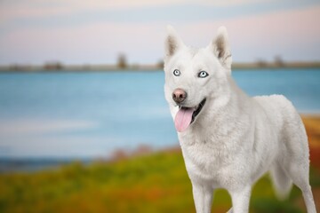 Obraz premium Dog in the national park, a travel companion. Smart dog, spirit of freedom.