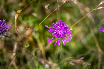 Purple flower of Centaurea scabiosa L. or Greater Knapweed, close up