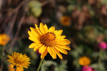 yellow flowers in the garden