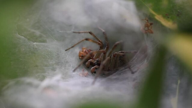 Spider on cobweb close-up waiting for the future victim