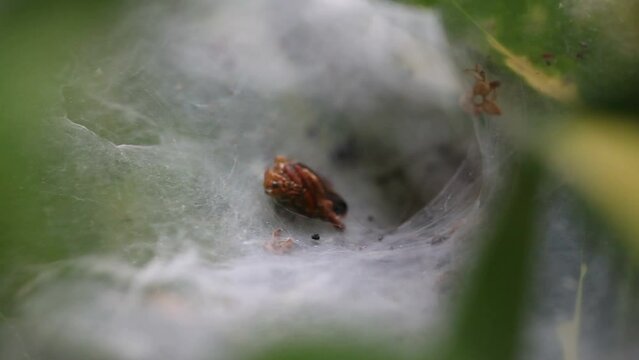 Spider on cobweb close-up waiting for the future victim