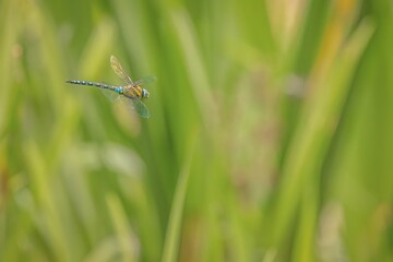 Selective focus shot of an emperor dragonfly in flight