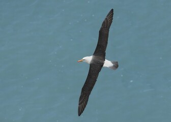 Large black browed albatross bird flying over a sea