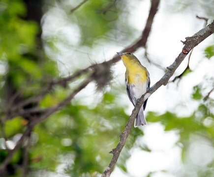 Closeup of a northern parula, Setophaga americana perched on a tree branch.