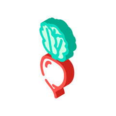 radish ripe isometric icon vector. radish ripe sign. isolated symbol illustration