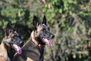 Portrait of 2 beautiful belgian shepherd dog heads side by side looking in the same direction at something in the morning light.