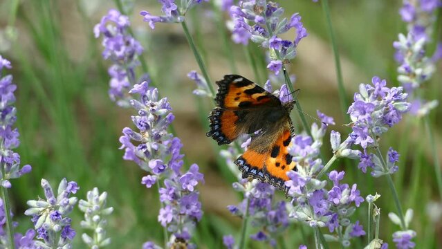Small tortoiseshell butterfly (Aglais urticae) moving around on lavender plant in Zurich, Switzerland with bee in background