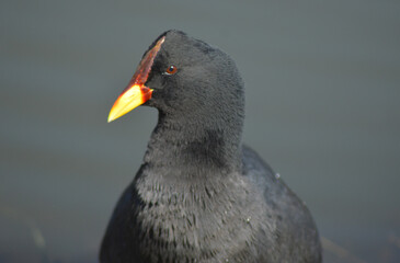 Chilean seabirds, subtropical animals from the south of the continent