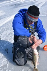 An ice angler unhooking a walleye 