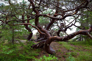 Fototapeta na wymiar twisted branches of trees growing on the coast