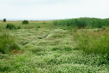 green meadow with white tiny flowers, grass carpet 