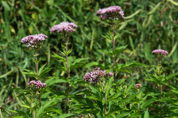 Eupatorium cannabinum - Hemp-agrimony - Eupatoire chanvrine - Eupatoire &agrave; feuilles de chanvre