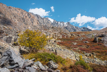 Colorful autumn landscape with willow tree among multicolor shrubs and sharp rocks in sunny day. Vivid autumn colors in high mountains. Motley mountain flora with view to rocky range in bright sun.