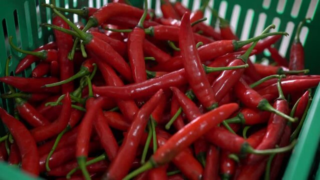 Vegetable selling are weighing red chili peppers in traditional markets