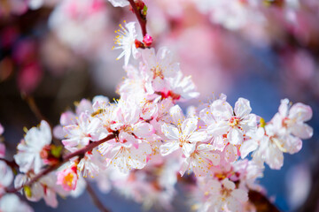 Spring blooming sakura trees. Pink flowers Sakura Spring landscape with blooming pink tree. Beautiful sakura garden on a sunny day.Beautiful concept of romance and love with delicate flowers.