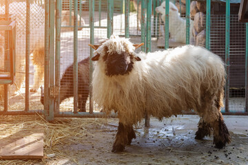 White shaggy sheep with horns in the zoo. Side view