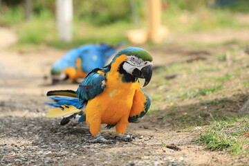 blue and yellow macaw