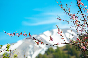 White flowers bloom in the trees against the backdrop of mountains. Spring landscape with blooming sakura tree. Beautiful blooming garden on a sunny day. Copy space for text.