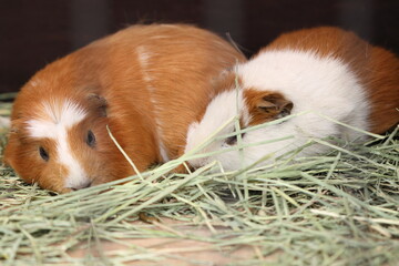 two pigs