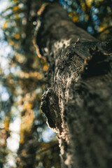 tree in autumn forest