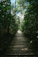 Naklejka premium path in the forest