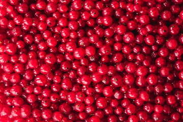 Texture of ripe red currant berries. Red currant natural background wallpaper banner. A lot of red...