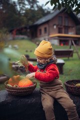 Little girl in autumn clothes harvesting organic pumpkin and corn in her basket, sustainable lifestyle.