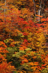 Fototapeta premium 燃える秋