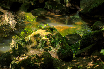 green moss on the rock
